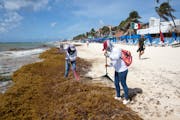 Workers remove Sargassum seaweed at a beach in Playa del Carmen, Quintana Roo state, Mexico on May 2, 2021. Sargassum—a brown seaweed that lives in 