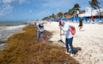 Workers remove Sargassum seaweed at a beach in Playa del Carmen, Quintana Roo state, Mexico on May 2, 2021. Sargassum—a brown seaweed that lives in 