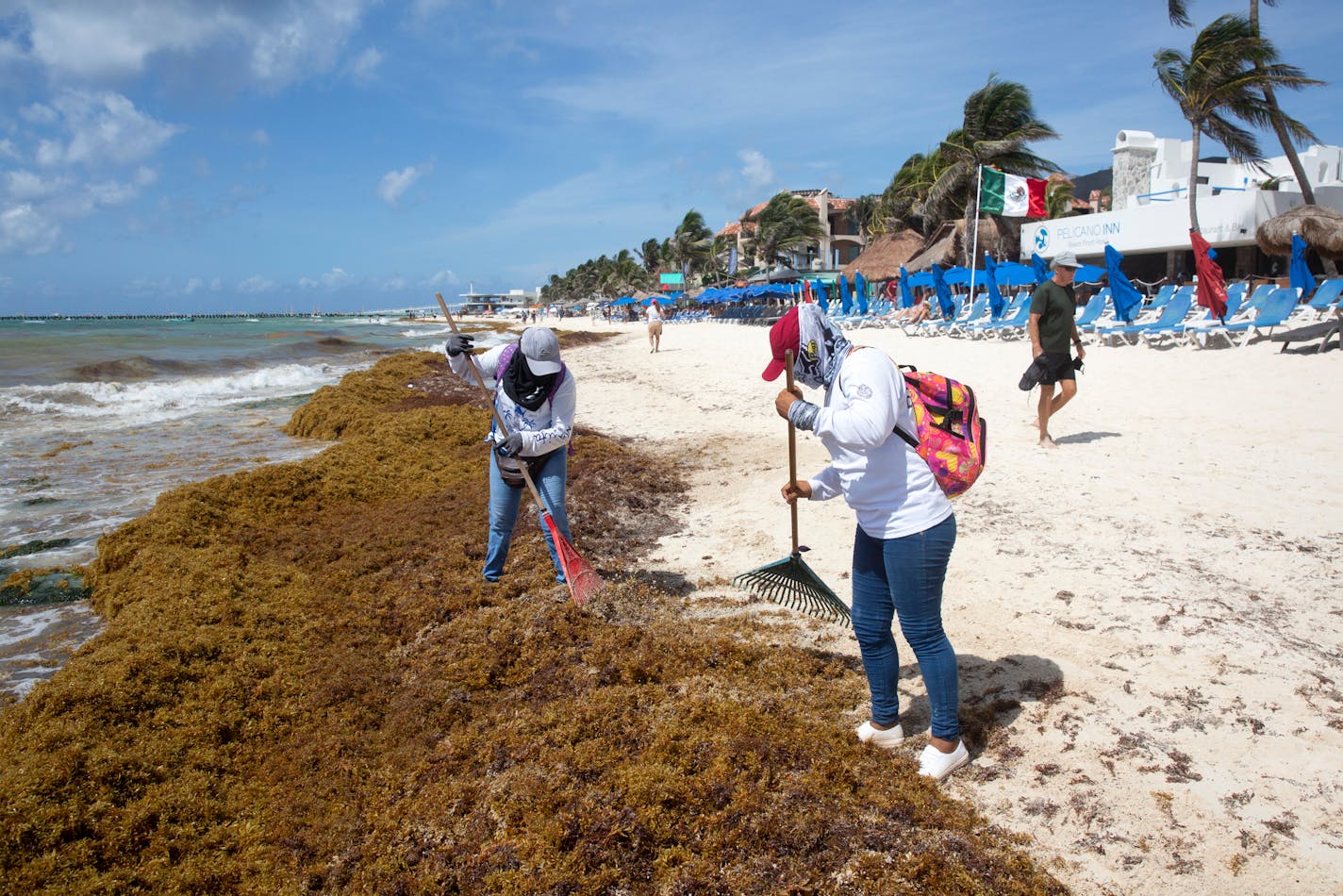 Workers remove Sargassum seaweed at a beach in Playa del Carmen, Quintana Roo state, Mexico on May 2, 2021. Sargassum—a brown seaweed that lives in the open ocean—has overwhelmed shorelines along the East Coast of the United States, Gulf of Mexico, and the Caribbean. Researchers say that the Sargassum outbreak started in 2011, but it has become worse over the years and&nbsp;could cause a serious environmental disaster. As the Sargassum is cleaned up on the shorelines, in a matter of days the shorelines are once again filled.&nbsp;When the Sargassum seaweed lands and starts to decompose, a toxic hydrogen sulfide gas is released, spreading an unpleasant odor&nbsp;and potentially causing adverse health effects. Apart from being an annoyance for tourists, Sargassum also affects oxygen levels in the water, brings contaminants and other microorganisms to the beach, changes the ecological balance of coral and causes beach erosion when its removed in such large quantities. There are several factors that could explain the proliferation of Sargassum in recent years. These include the rise of sea temperatures, the change of sea currents due to climate change and&nbsp;nutrients dumped into the ocean from farming and deforestation around the world. (Photo by Bénédicte Desrus/Sipa USA)(Sipa via AP Images)