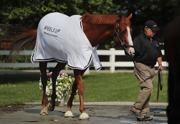 Triple Crown hopeful Justify is led out of the stable for a bath after a workout at Belmont Park, Friday, June 8, 2018, in Elmont, N.Y. Justify will a