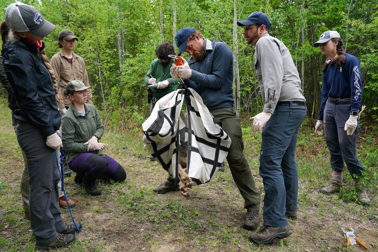 Unlocking the secrets of the wolf, Minnesota's ancient predator