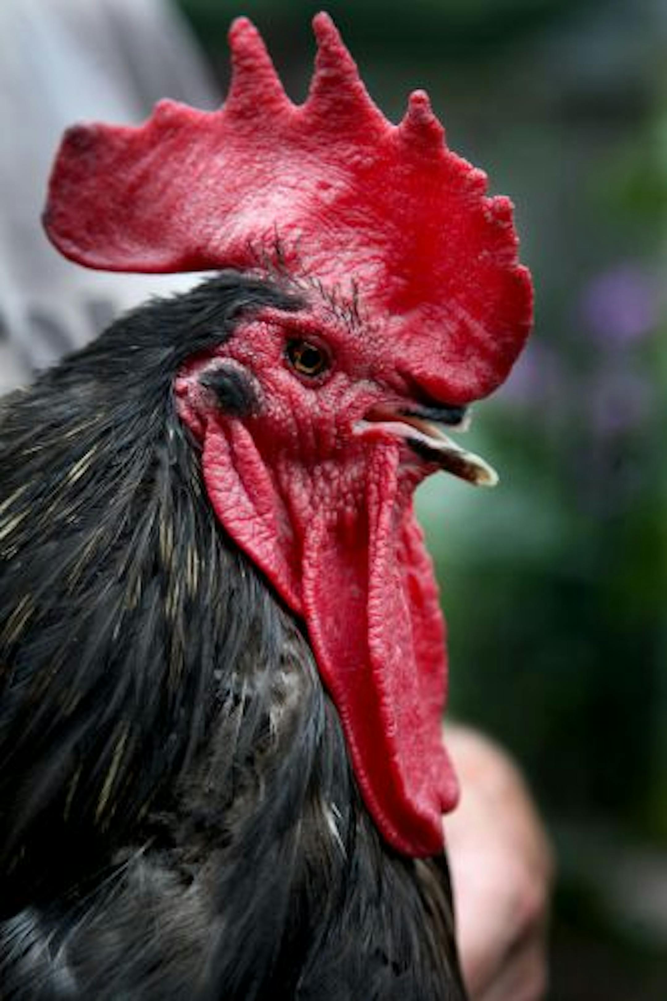 Albert Clouse held Pierce Butler, a chicken that was found lying in the road at Pierce Butler Road.