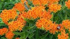 Butterfly weed is now a now common sight in gardens.