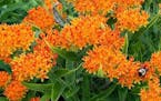 Butterfly weed is now a now common sight in gardens.