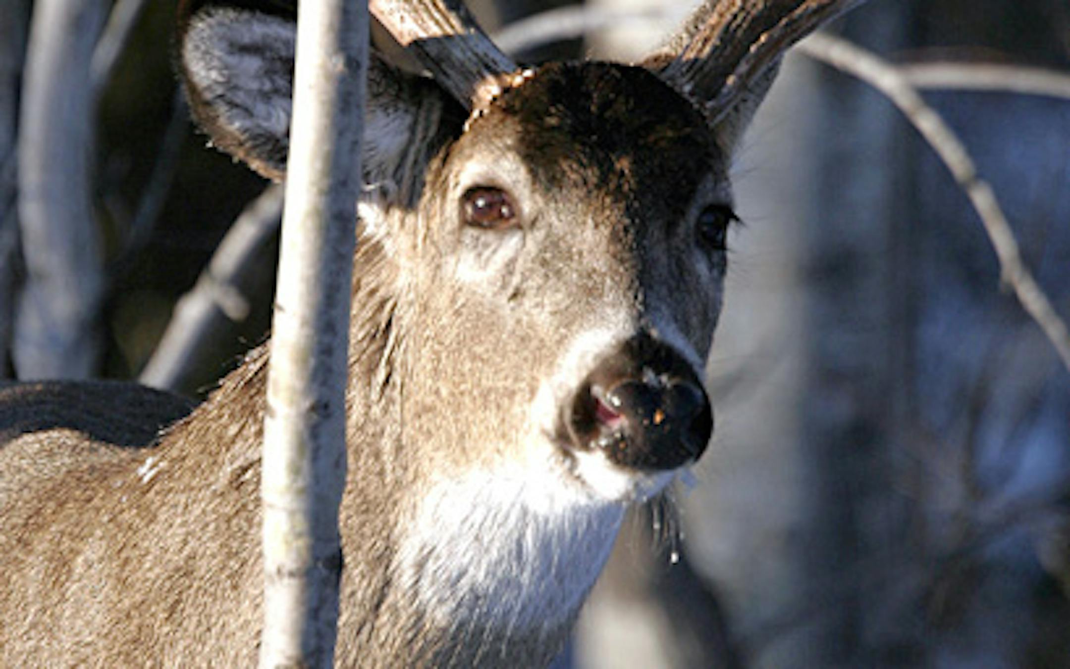 Duluth, MN BRIAN PETERSON  bpeterson@startribune.com A whitetail buck keeps a close eye on the photographer as he approaches through the woods near Duluth.