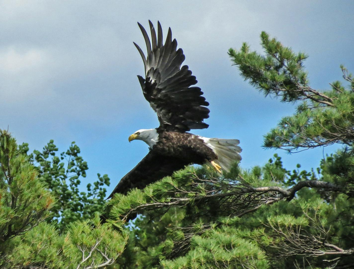 Photo courtesy of Rich Hoeg Day #161: Rainy Lake Bald Eagle (Rainy Lake, Ontario, Canada) With this photograph I realized I had truly learned how to take good photographs. My platform for taking this image was extremely difficult &#xd6; boat bobbing in one foot waves out on Rainy Lake.