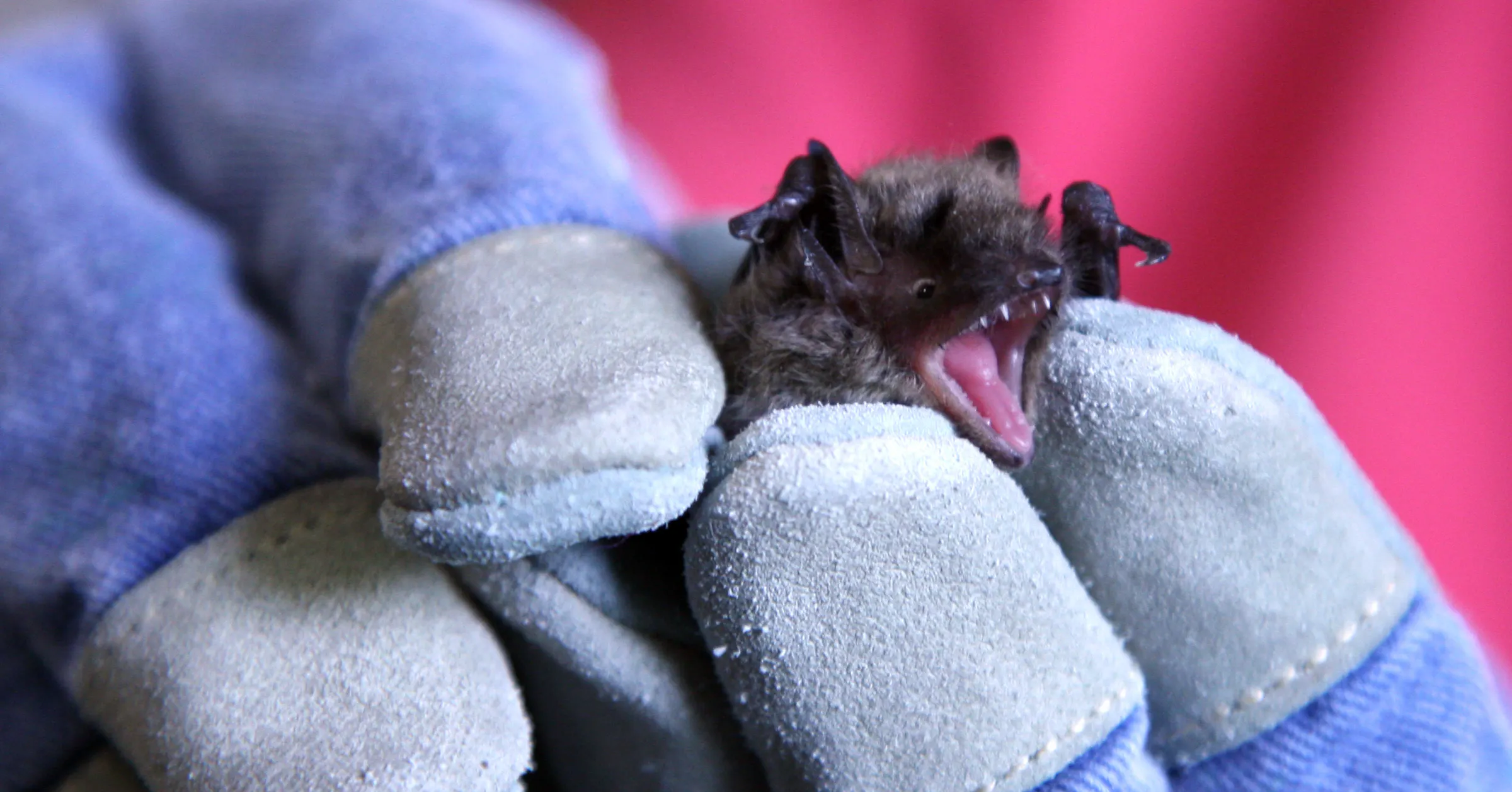 Bat found in Minneapolis tests positive for rabies - Star Tribune