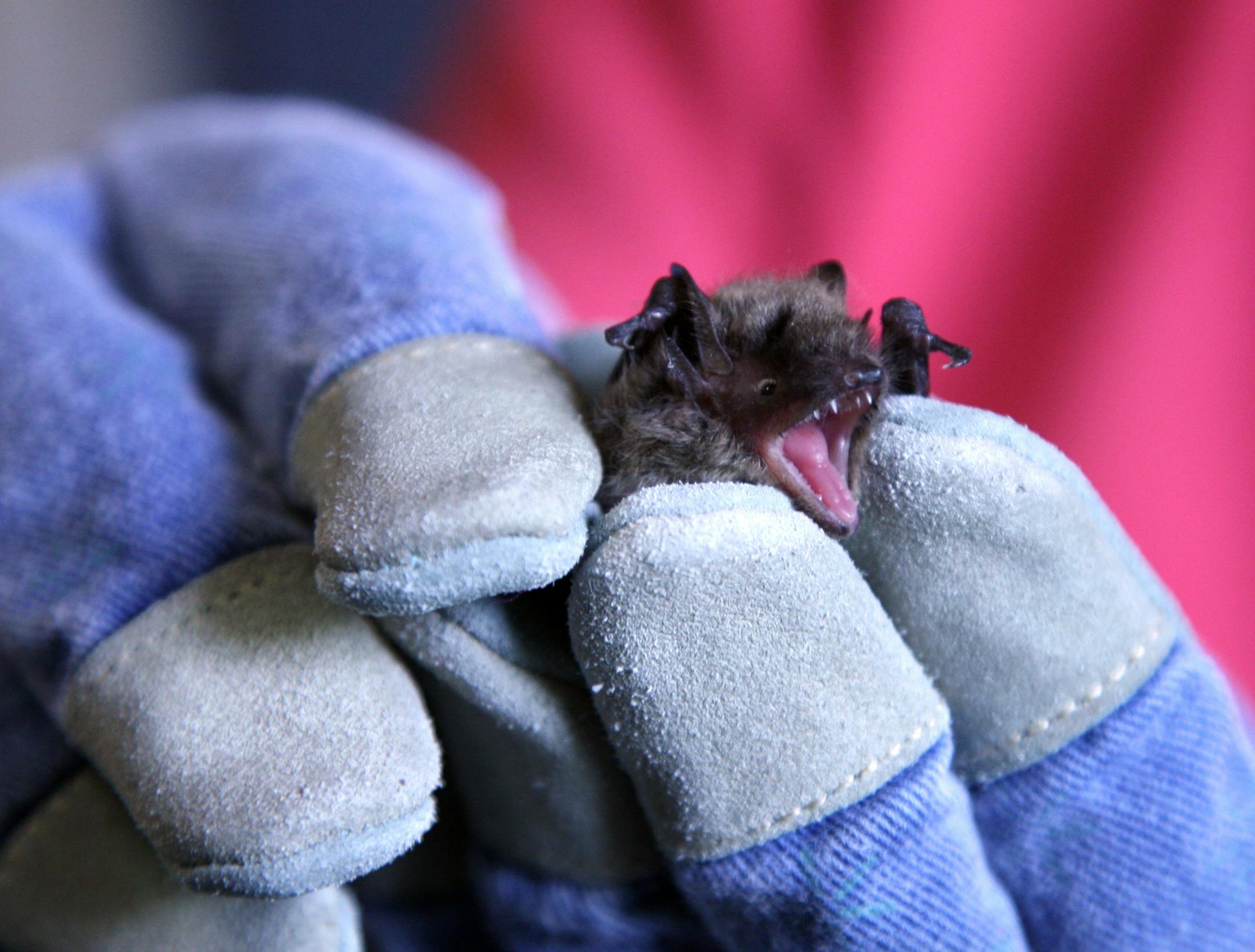 Barnes held a little brown bat being cared for at the center. All staff and volunteers working with the animals at the Roseville center must be vaccinated for rabies.