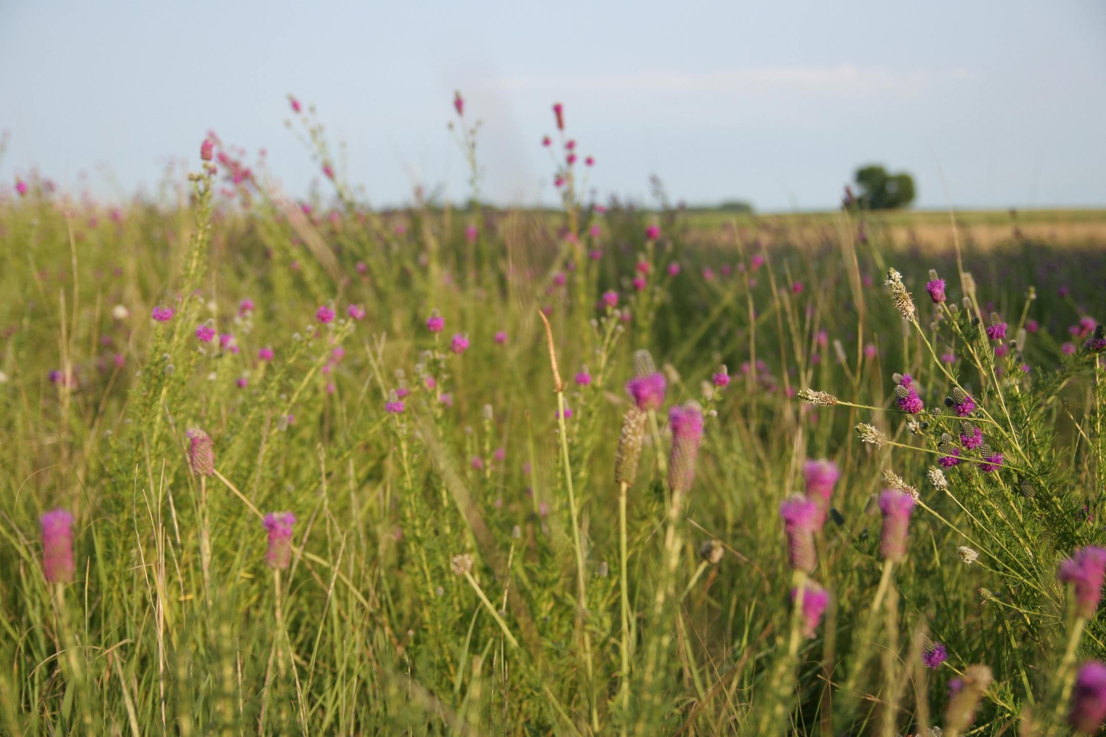 Purple Prairie Clover grows abundantly in the prairieland above the remains of the dugout where the Ingalls family spent their first Minnesota winter near Walnut Grove.