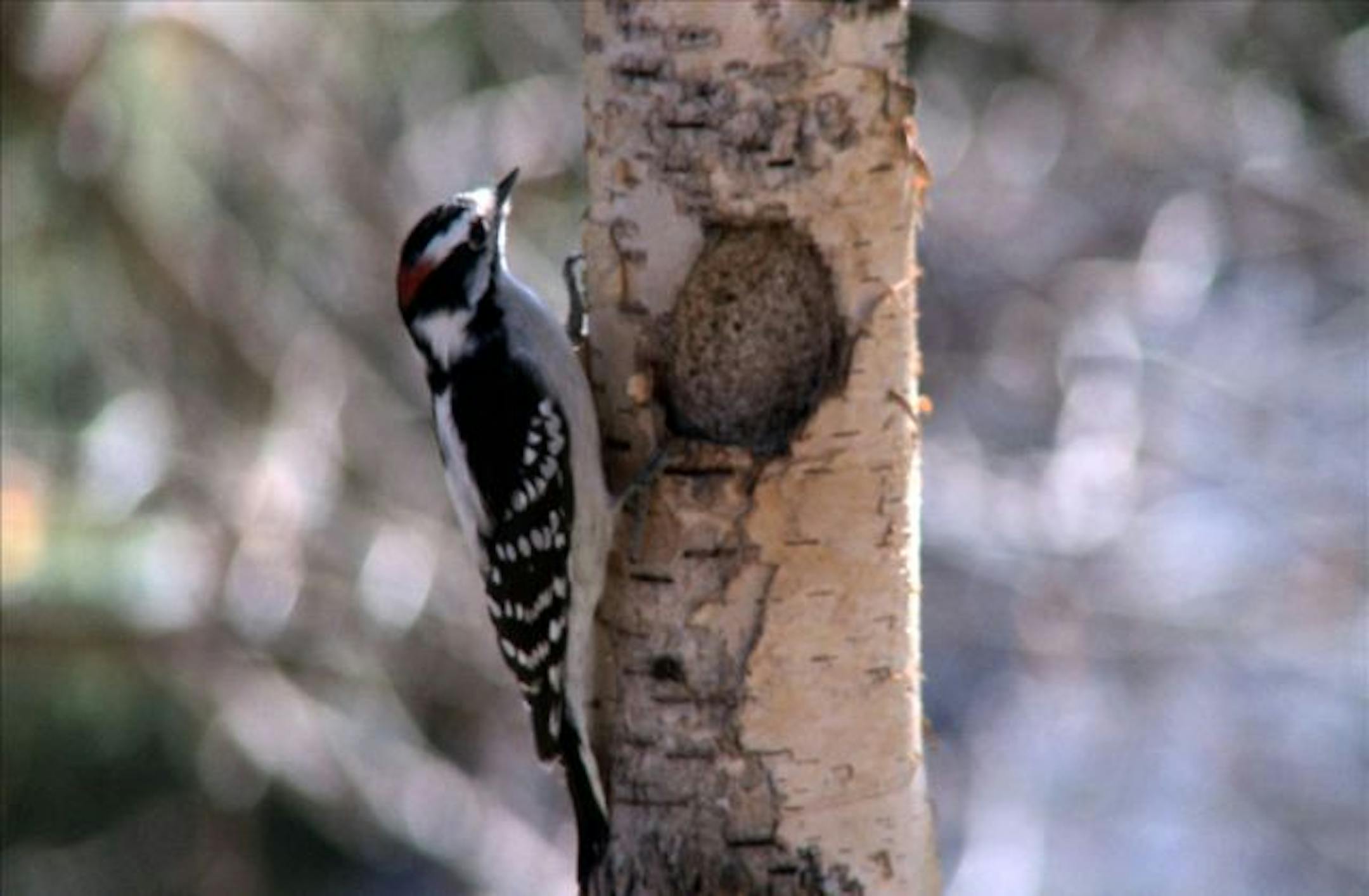 A woodpecker searches a birch tree for food at the Avian Acres' Wild Bird Supply. It has a number of bird feeders for visitors who want to watch the birds feed and supplies for those who want to set up their own bird feeders.