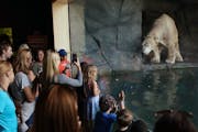 Guests of Como Zoo watched as Buzz, one of the facility's twin polar bears, played in his pool Friday. The zoo grounds were packed with visitors takin