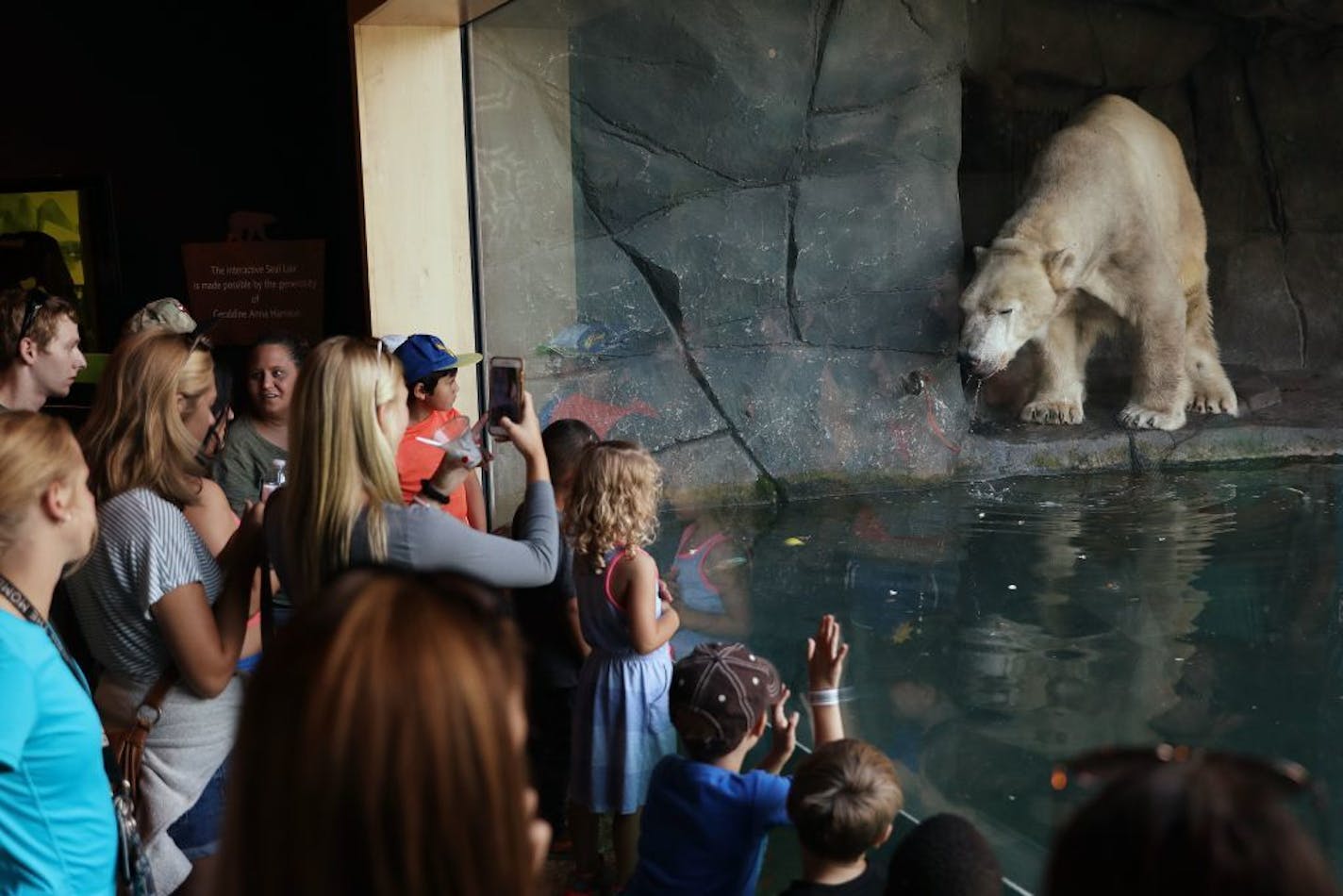 Guests of Como Zoo watched as Buzz, one of the facility's twin polar bears, played in his pool Friday. The zoo grounds were packed with visitors taking advantage of the nice weather.