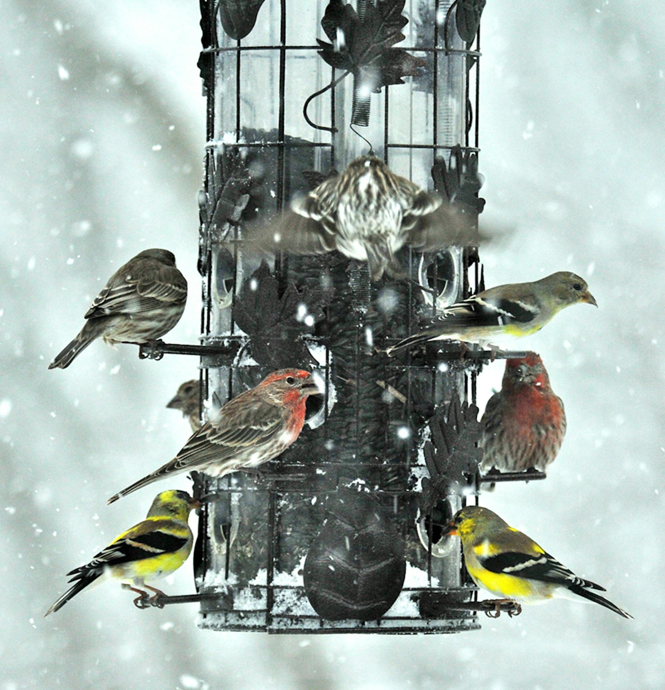 Photo by Jim Williams Even on cold winter days, birds get most of their food from wild sources, such as berries, weed seeds and insect larvae. So go ahead and take that trip to a warmer climate and fill the feeders when you return.
