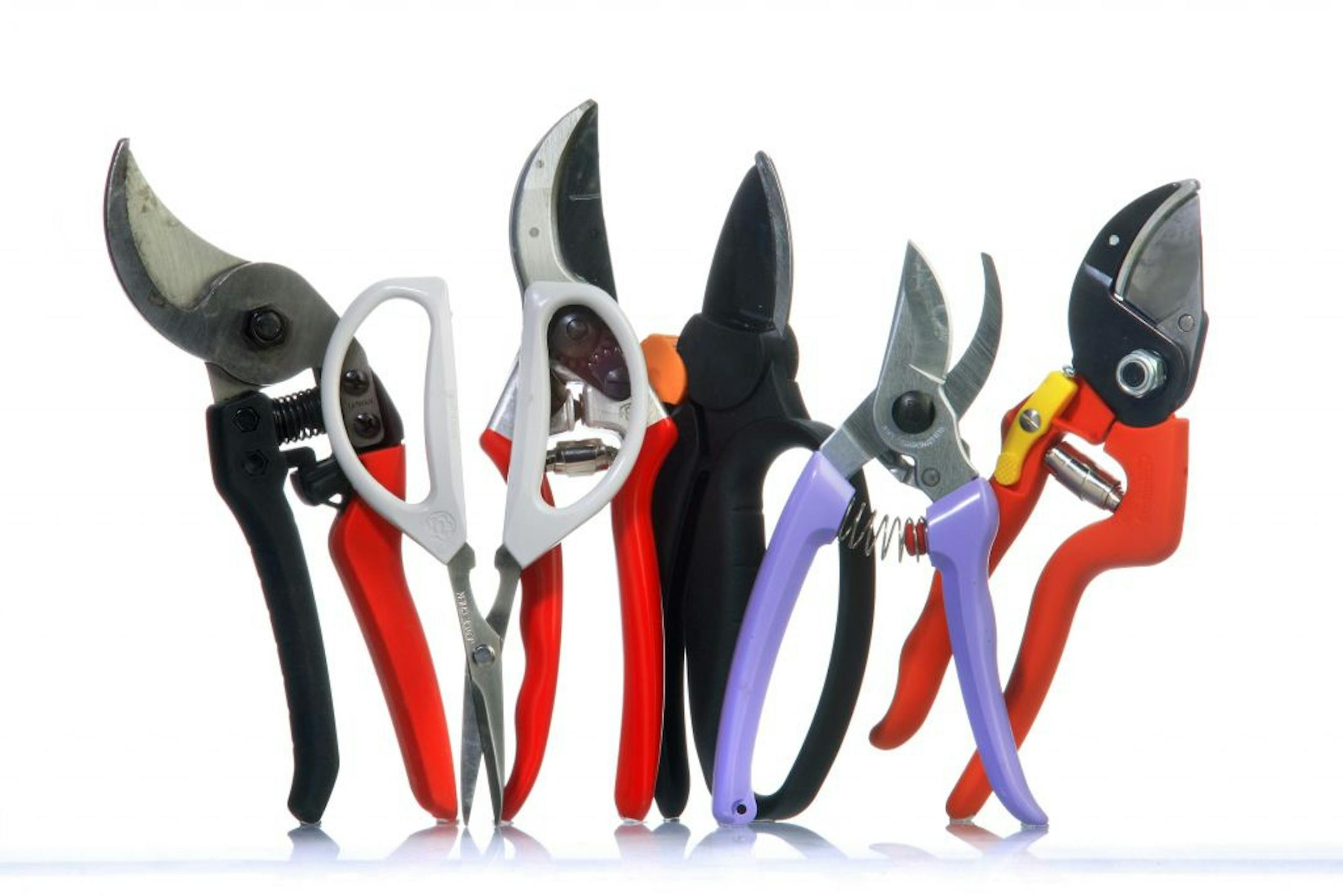 Make sure to sterilize pruning shears to avoid spreading disease from tree to tree.