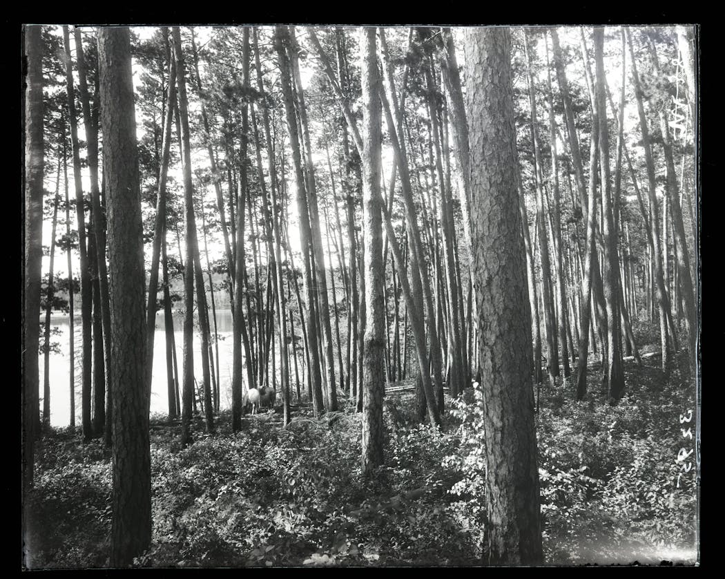 This photo, from Itasca State Park circa 1902, shows a clear understory of pines due to low-intensity fire, which was relatively common at the time.