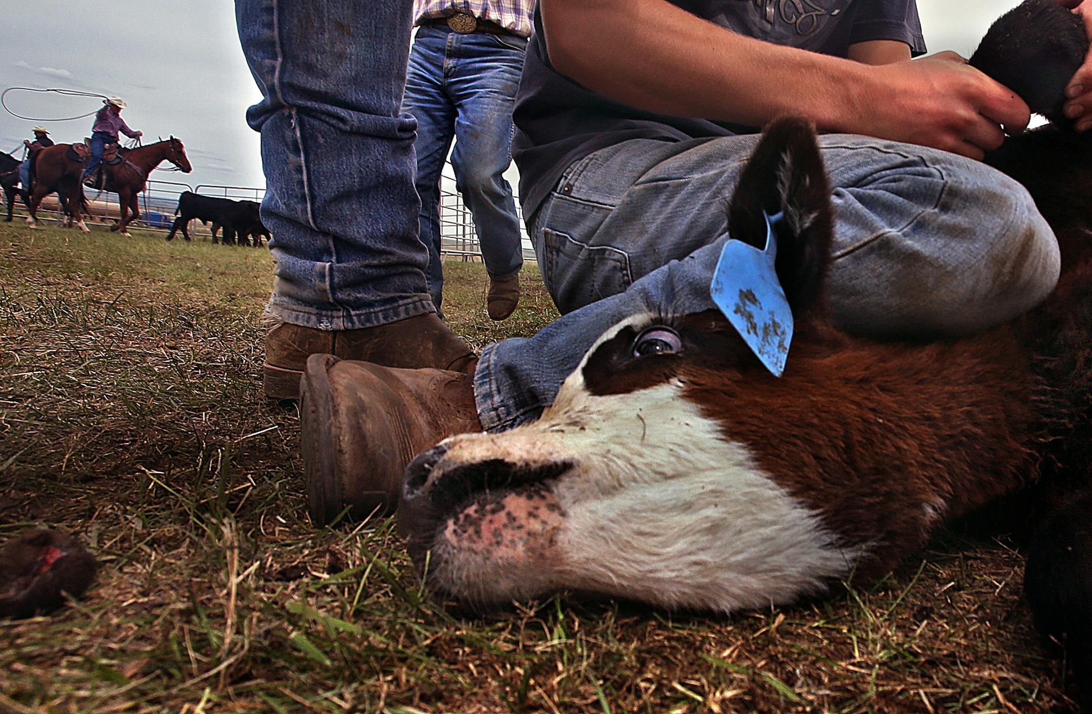 While many have migrated to the Bakken oil fields in search of fortune and adventure, others have chosen to leave the region as traffic and change in the landscape have taken their toll. Neighbors, family and ranch hands gathered on the Doug Olson ranch near Keene for the annual cattle roundup and branding that is a tradition handed down through generations of North Dakotans in the spring each year. Families take turns helping one another carry out the arduous rite all over the state. ] (JIM GEH
