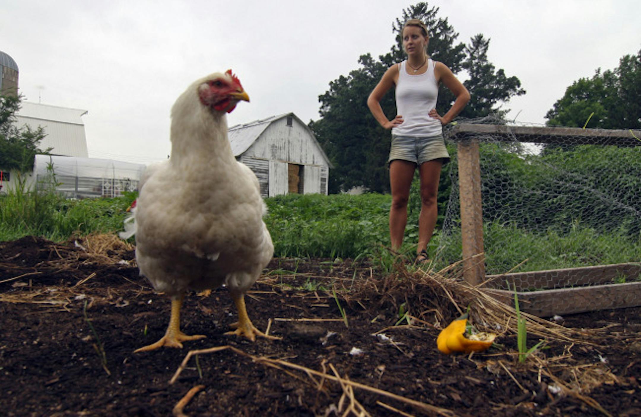 Kristin Johnson looks over one of the flock of chickens raised on the one-acre student run farm at St Olaf College.