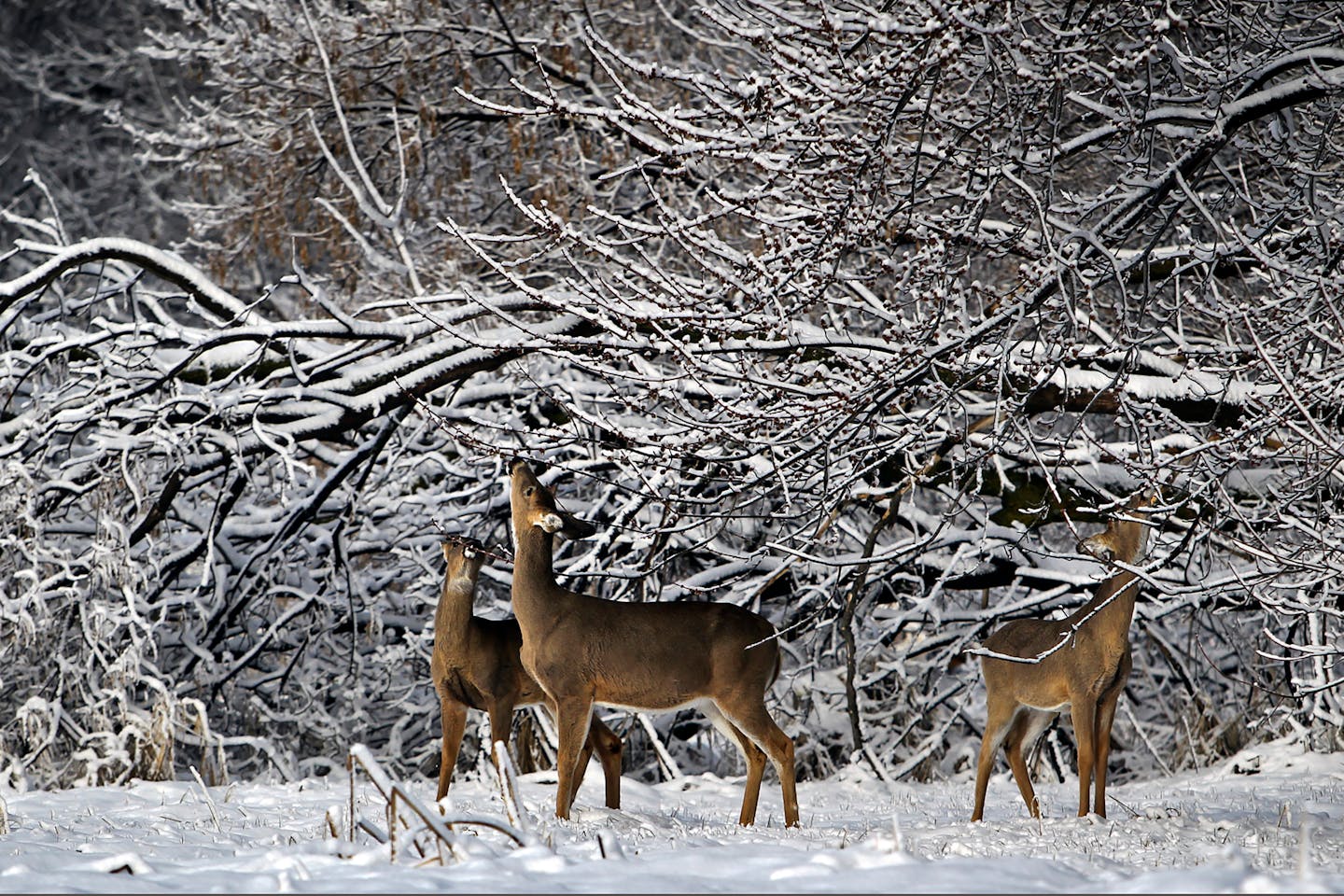 FILE - In this April 23, 2013, file photo, whitetail deer browse on tree buds in the Wood Lake Nature Center in Richfield, Minn. The Minnesota Department of Natural Resources has temporarily banned the movement of all farmed white-tailed deer within the state to try to limit the spread of a fatal brain disease. The DNR issued the order in response to the recent discovery of chronic wasting disease in a captive deer at a hobby farm in Douglas County of west-central Minnesota. (AP Photo/The Star Tribune, David Joles, File)