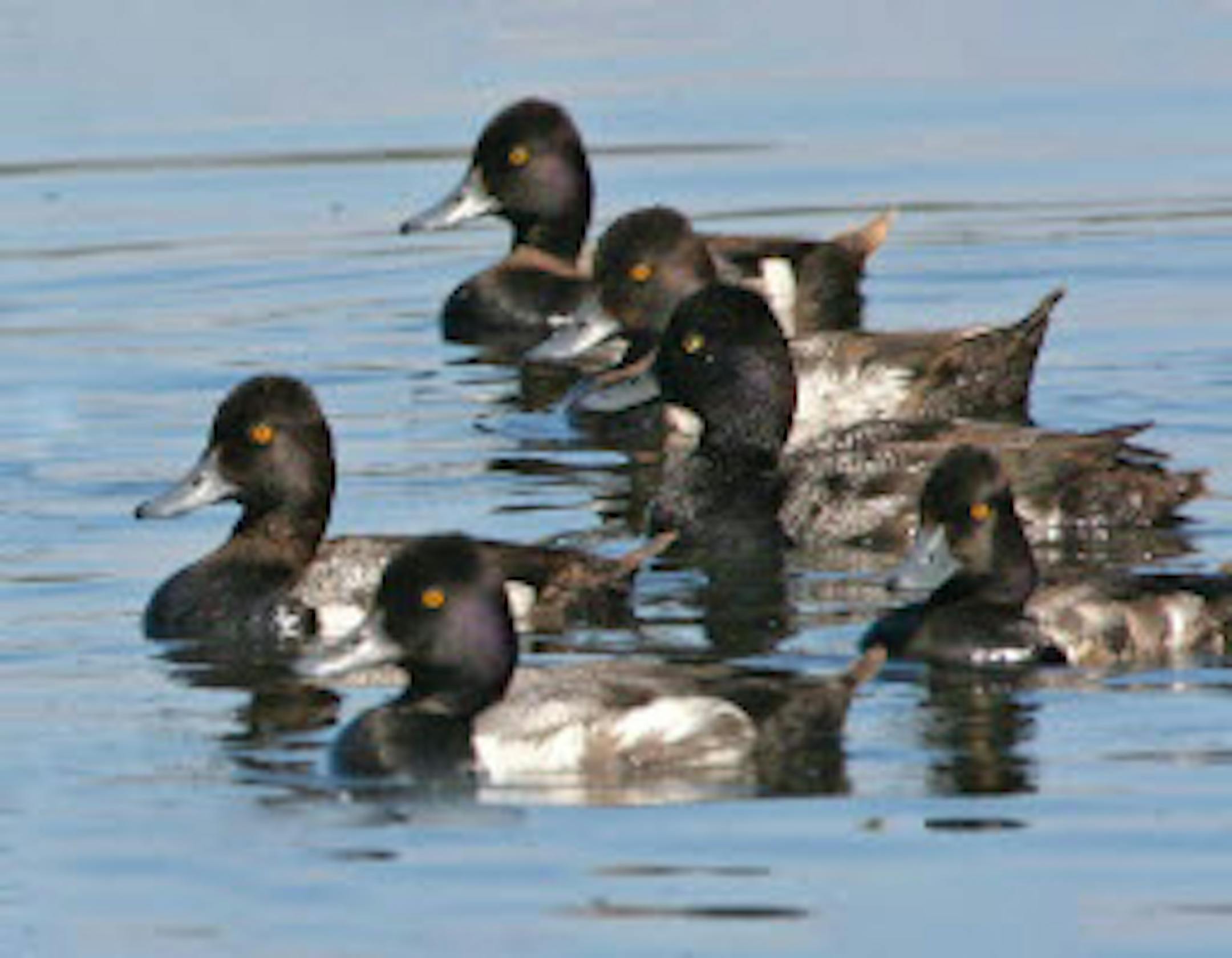 Scaup like these have been killed by a parasite on Lake Winnibigoshish in recent years.