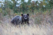 A grizzly bear in Glacier National Park in Montana. Wildlife officials are looking to hire a grizzly bear conflict manager in Montana. (Frank Fichtmue