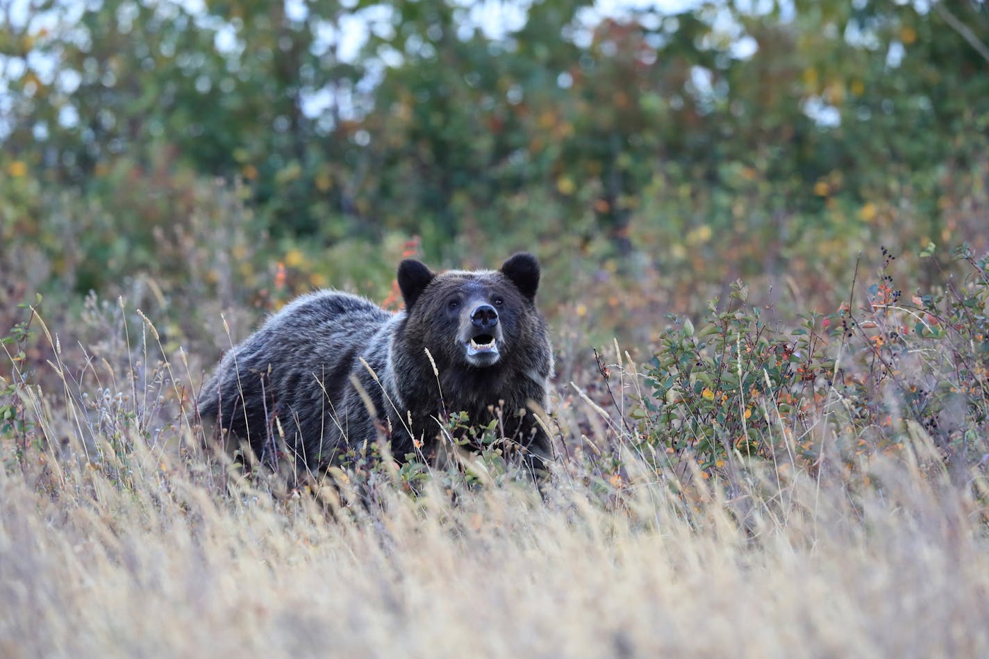 A grizzly bear in Glacier National Park in Montana. Wildlife officials are looking to hire a grizzly bear conflict manager in Montana. (Frank Fichtmueller/Dreamstime/TNS) ORG XMIT: 85371940W ORG XMIT: MIN2307221531510037