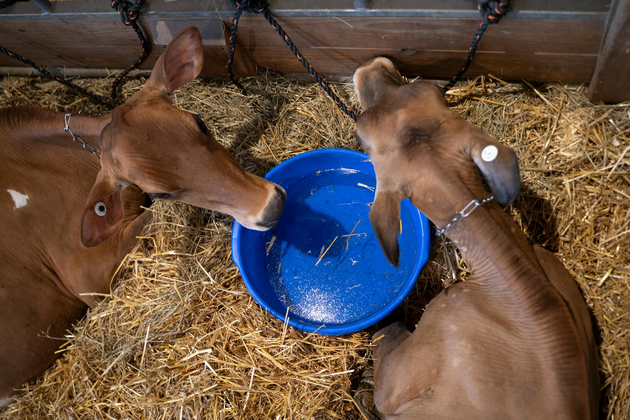 Two cows hover over a bucket of water at the cattle barn on the Minnesota State Fairgrounds in Falcon Heights, Minn. on Wednesday, Aug. 23, 2023. With temperatures in the high '90s during a record-breaking heat wave, it's just as important for the animals to stay cool as the humans.