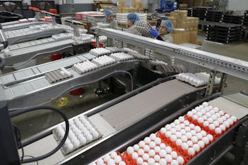 Workers loaded eggs for packaging at Wilcox Family Farms in Roy, Wash., last week. Across the country, supplies are mismatched with demand and farmers