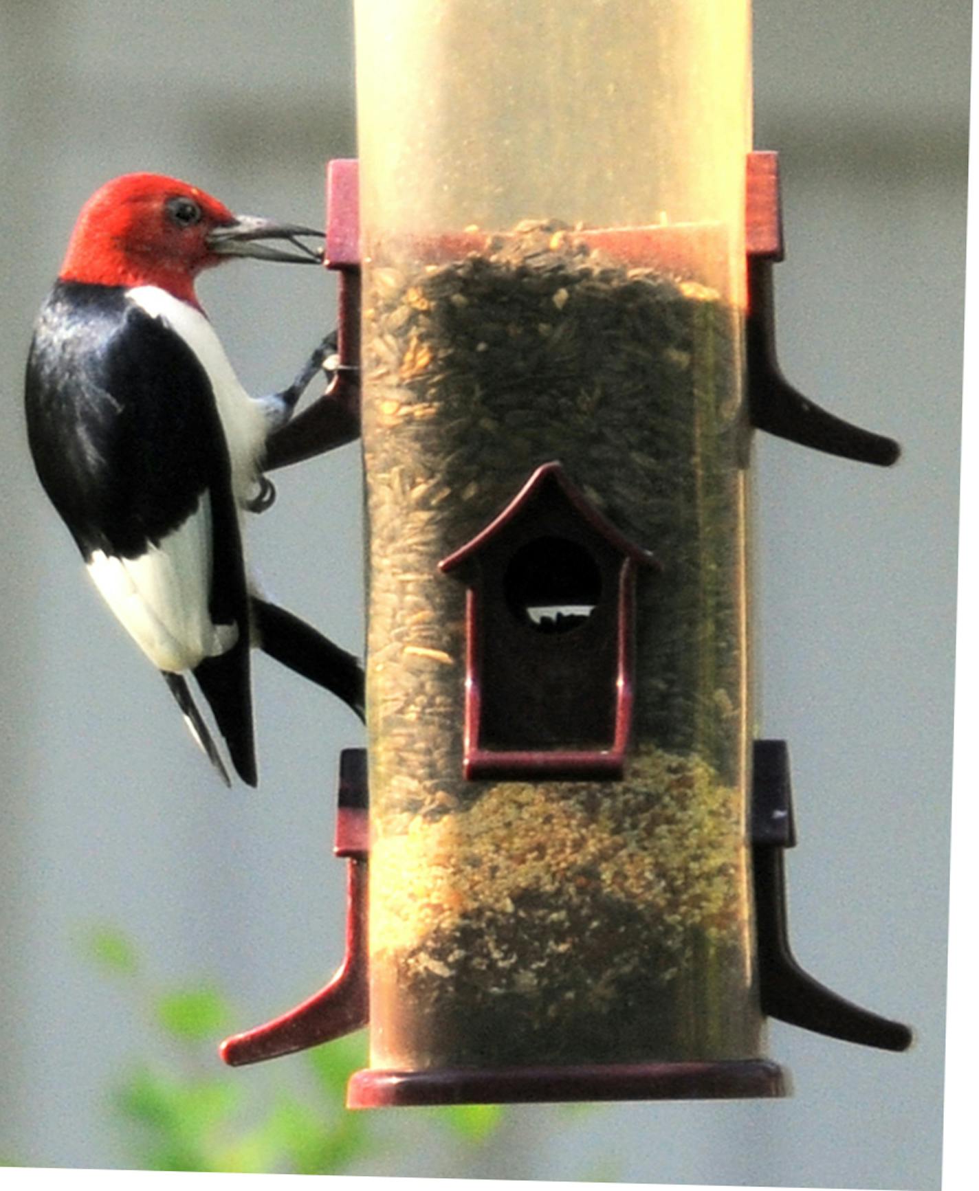 Red-headed woodpecker at feeder
Jim Williams