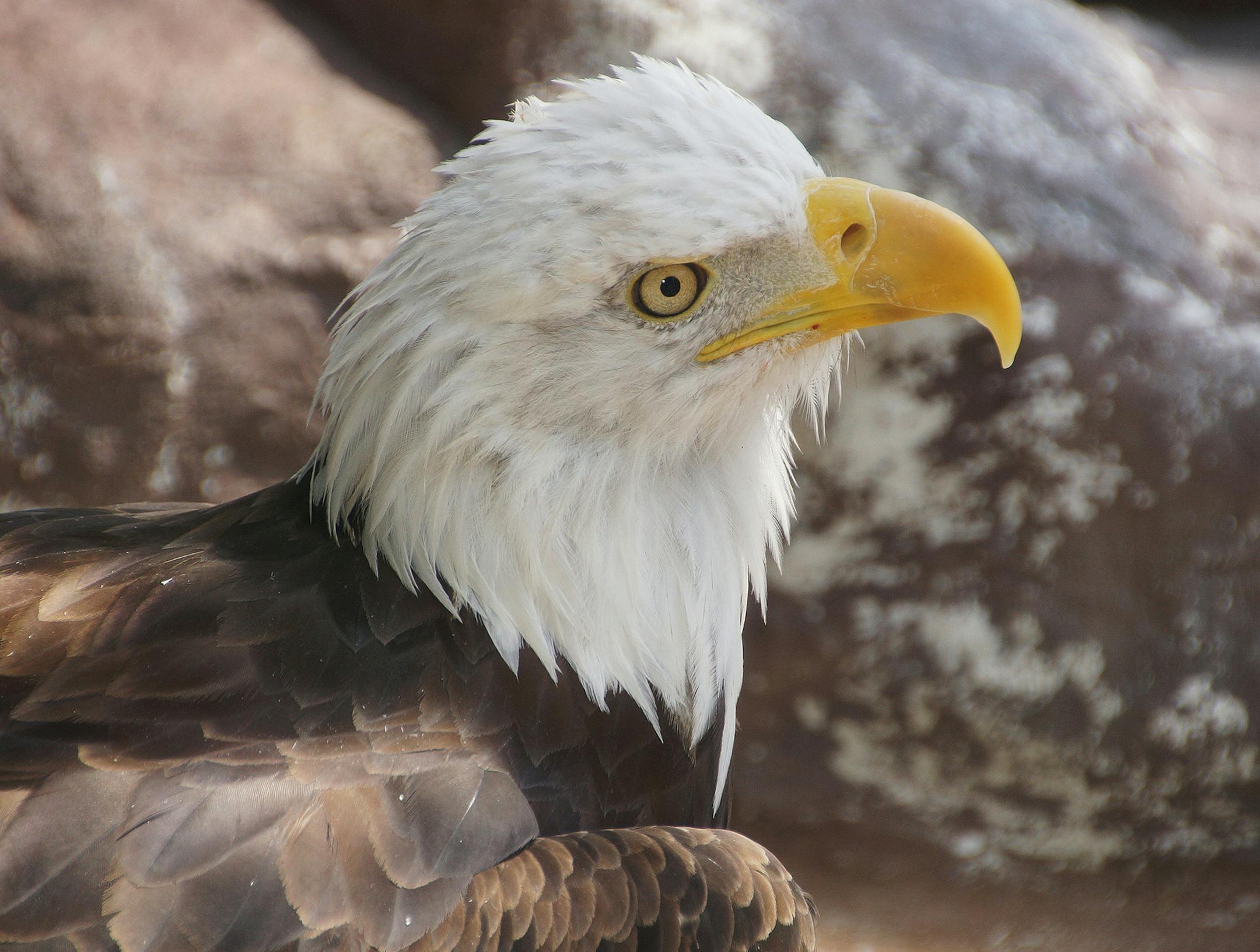 Amber Burnette/The Raptor Center Leuc the Bald Eagle