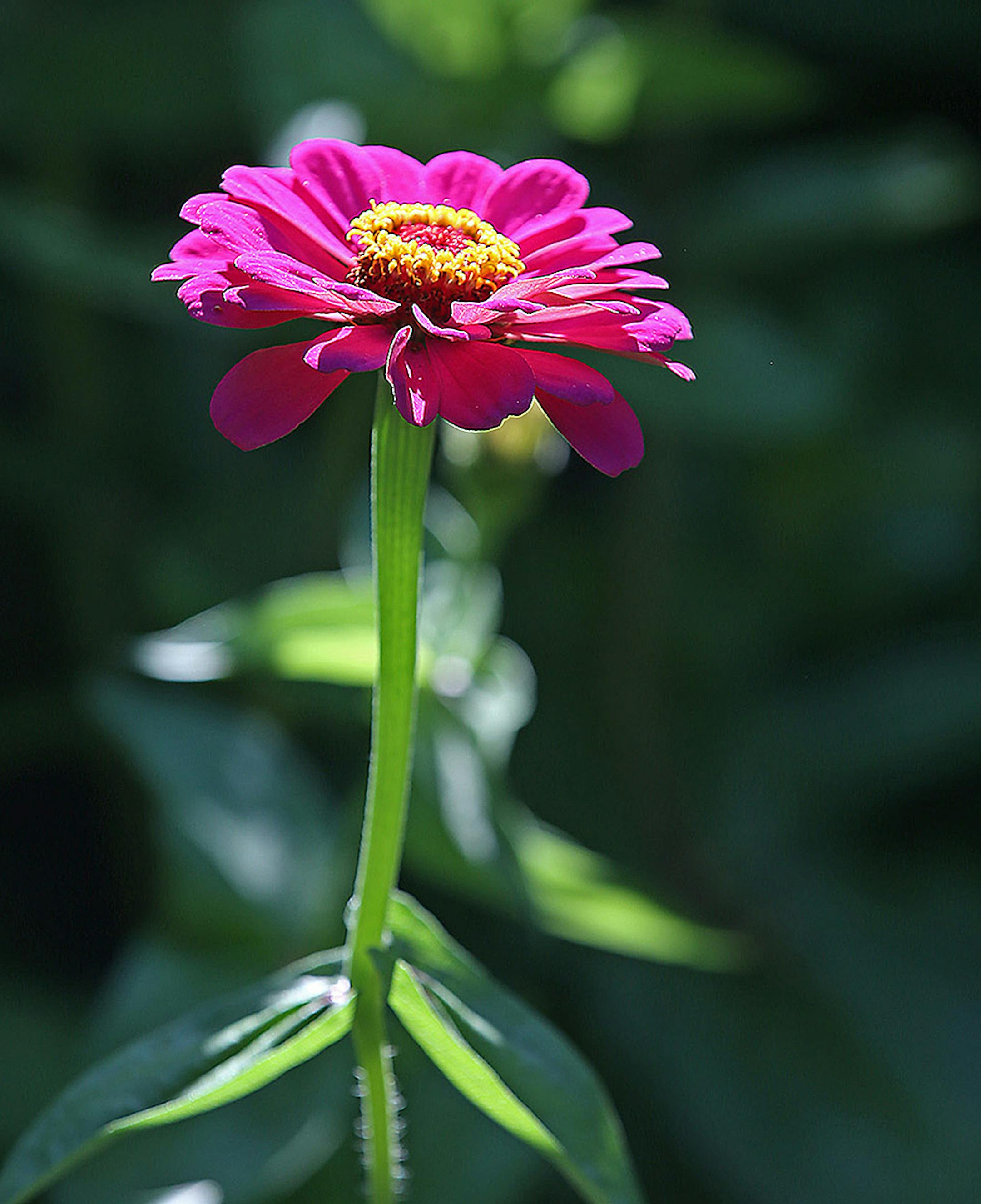 Kathy and Mike Pedersen's garden in Shakopee.