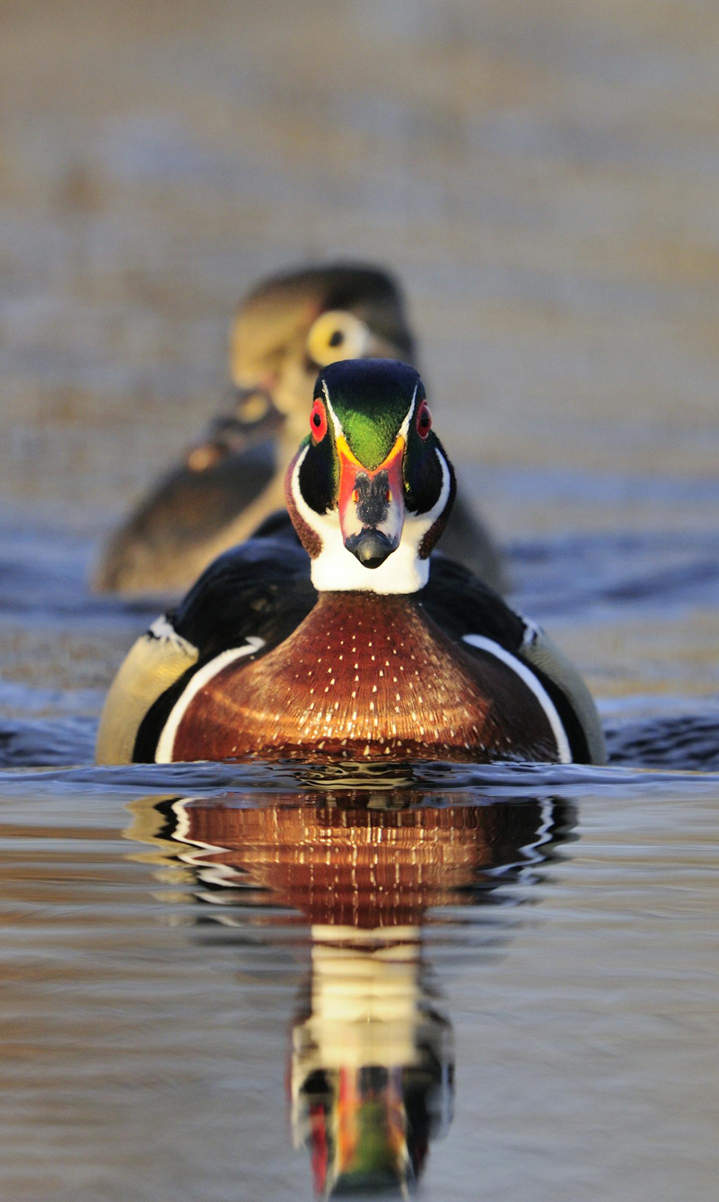 DO NOT USE! ONE-TIME USEAGE WITH BILL MARCHEL COPY ONLY! A male wood duck is the most colorful of all North American waterfowl. Even a wood duck's bill sports four colors; red, yellow, white and black.