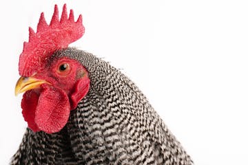 A Plymouth Rock cockerel shown by Adrian Rademacher of Waconia.