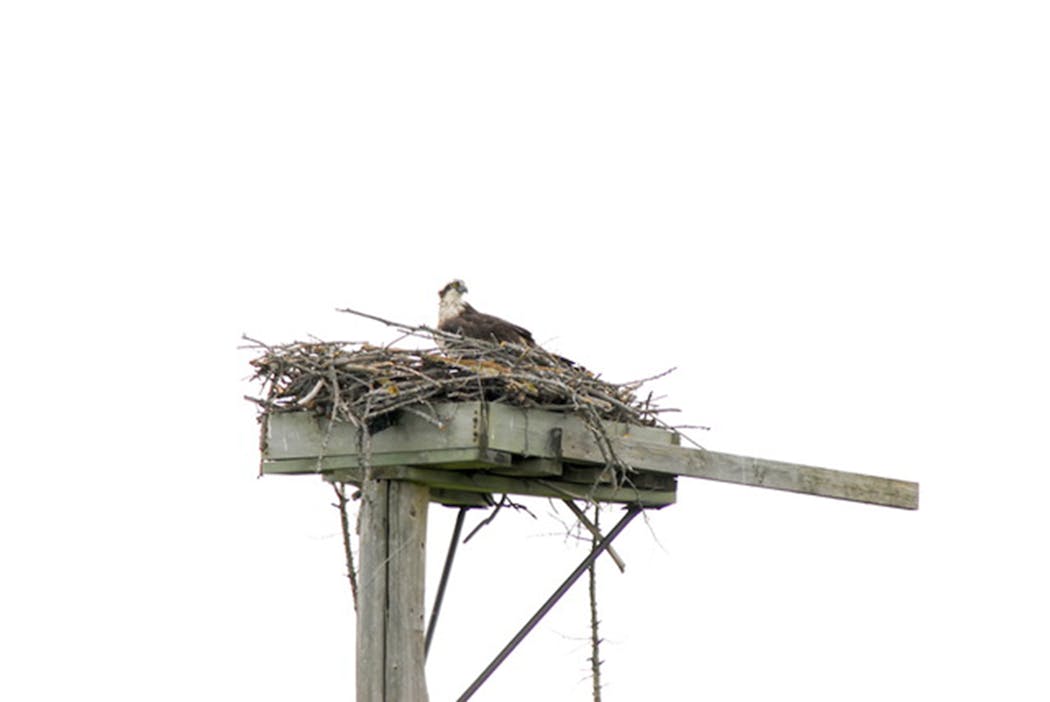 An osprey on its nest platform.