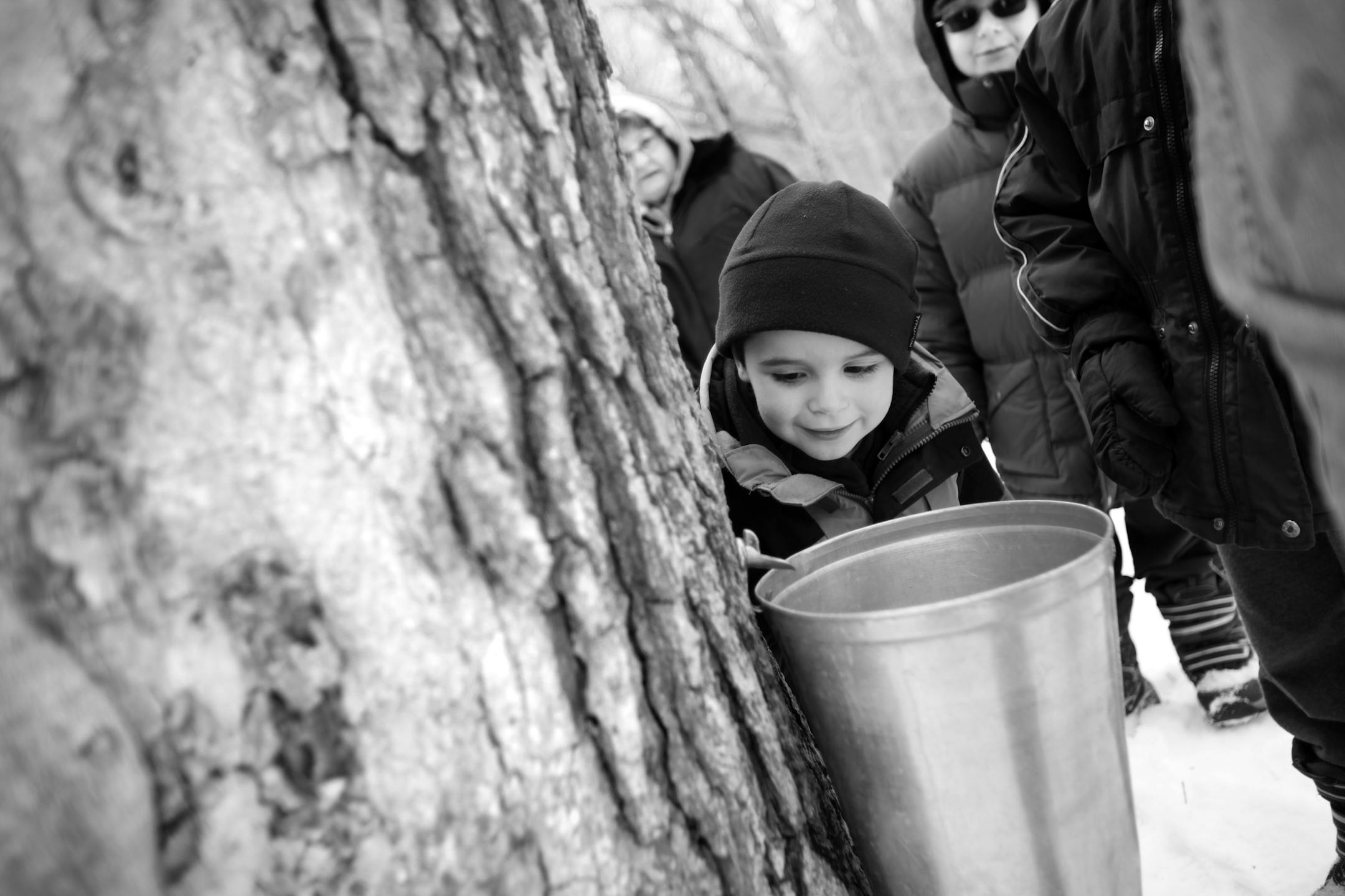 Four-year-old Jonny peered into a bucket attached to a sugar maple to collect syrup. He along with his family were on a walk with volunteer John Probst who was explaining the process of collecting maple syrup at Elm Creek Park Reserve in Maple Grove.