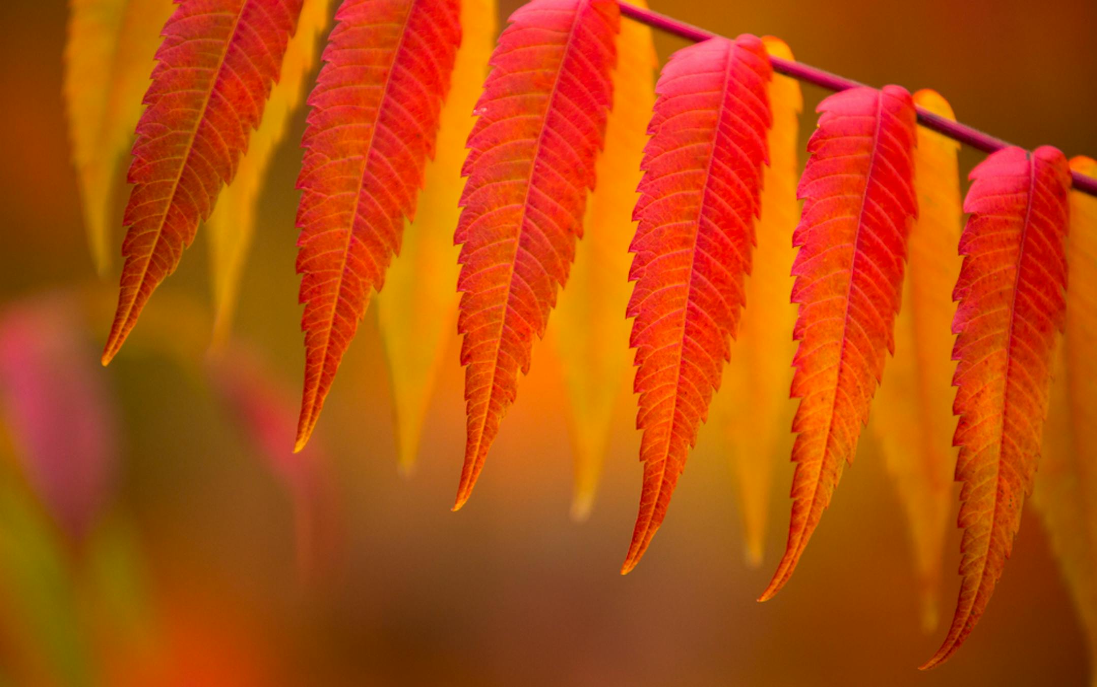 Sumac at Banning State Park.
