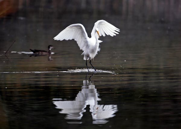 A Great White Egret and a wood duck share the waters of Richfield Lake Thursday, Sept. 6, 2012, in Richfield, MN.] (DAVID JOLES/STARTRIBUNE) djoles@st