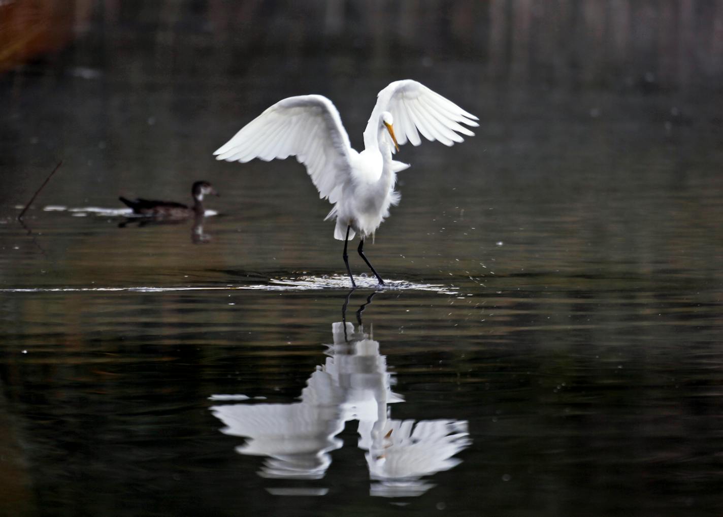 A Great White Egret and a wood duck share the waters of Richfield Lake Thursday, Sept. 6, 2012, in Richfield, MN.] (DAVID JOLES/STARTRIBUNE) djoles@startribune.com Great White Egrets fed for fish in the shrinking waters of Richfield Lake. Lack of rain has caused area lakes and waterways to shrink to low levels as many areas of the Midwest are experiencing drought conditions.