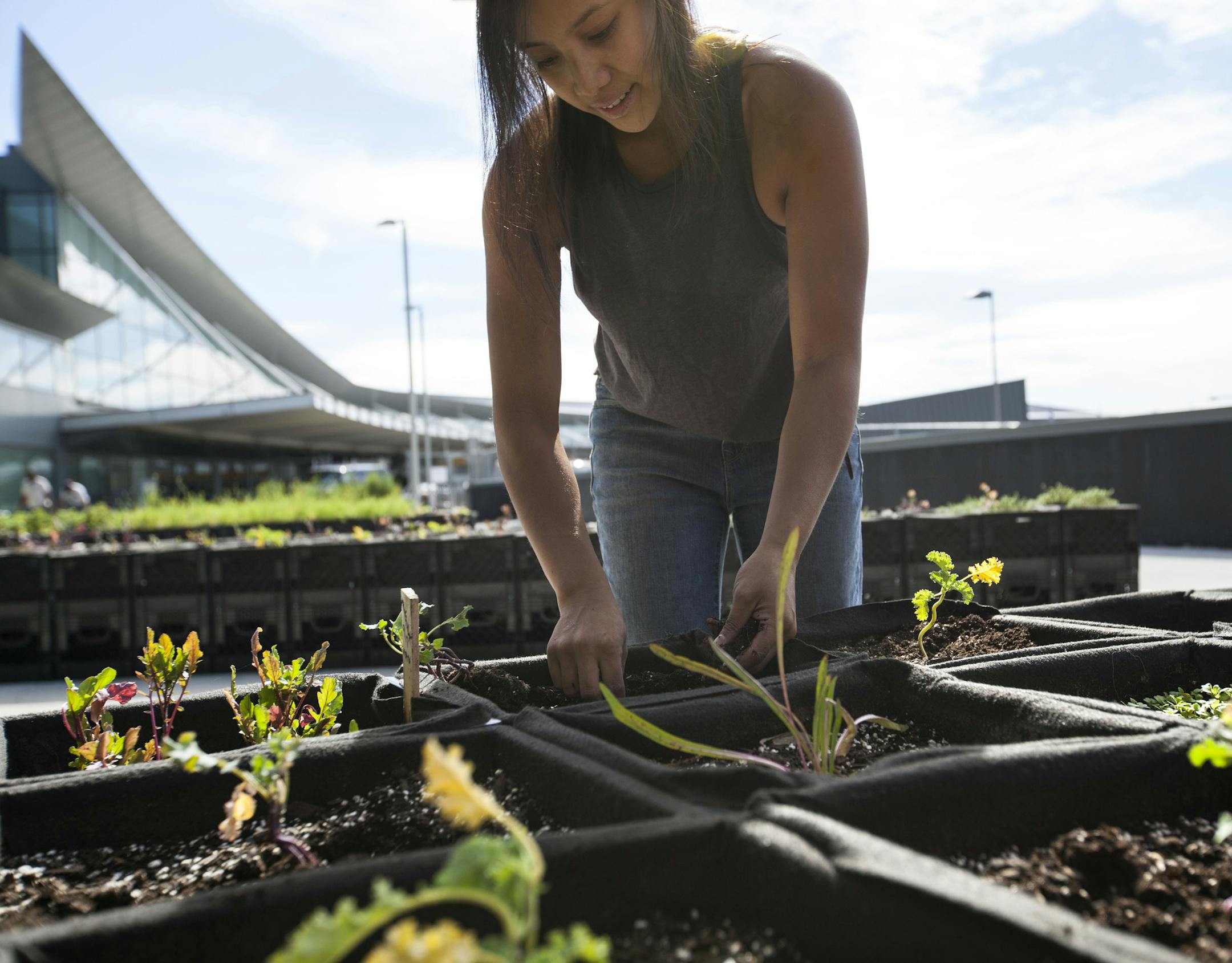In this photo provided by JetBlue, farmer Katrina Ceguera works at a 24,000 square-foot "farm" outside Terminal 5 at John F. Kennedy International Airport in New York. The space is meant to educate travelers more than actually feed them, although eventually JetBlue would like to serve items grown there in terminal restaurants and even make some blue potato Terra Chips that are served on flights. (Jetblue via AP)