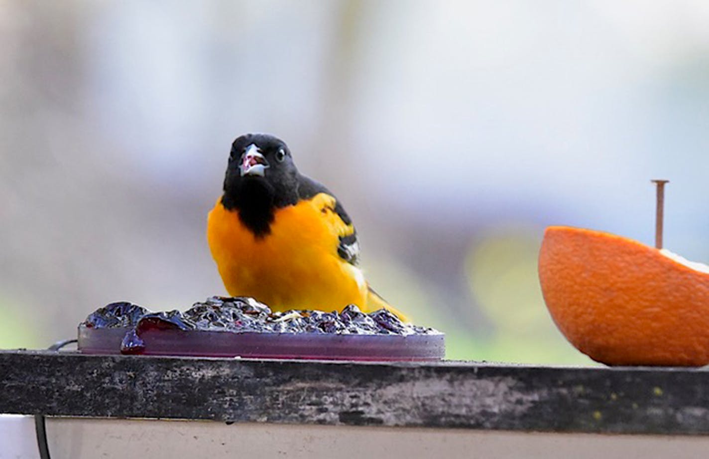 Orioles do love grape jelly. Photo by Jim Williams