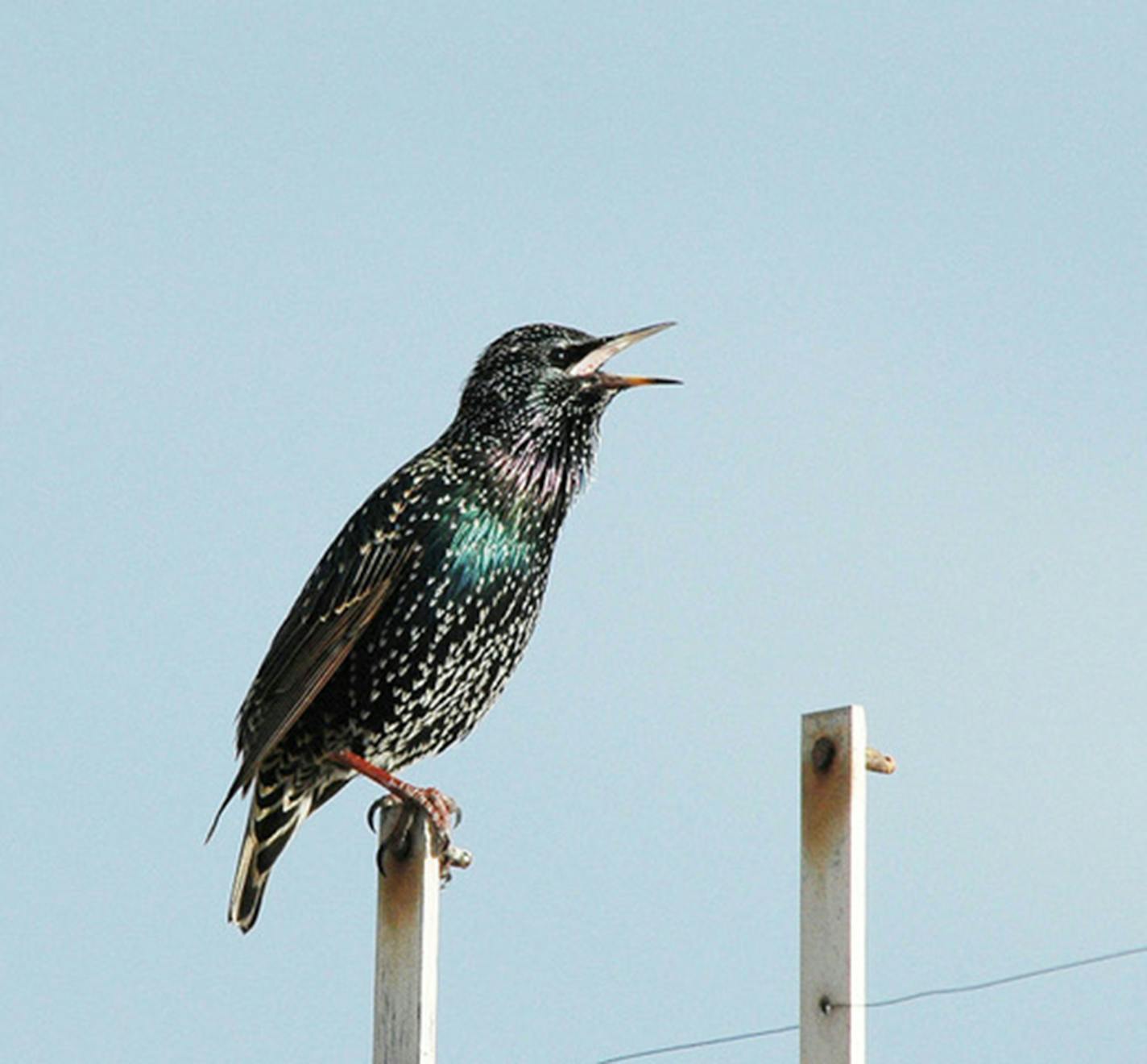 Starlings can be mimics.Jim Williams photo