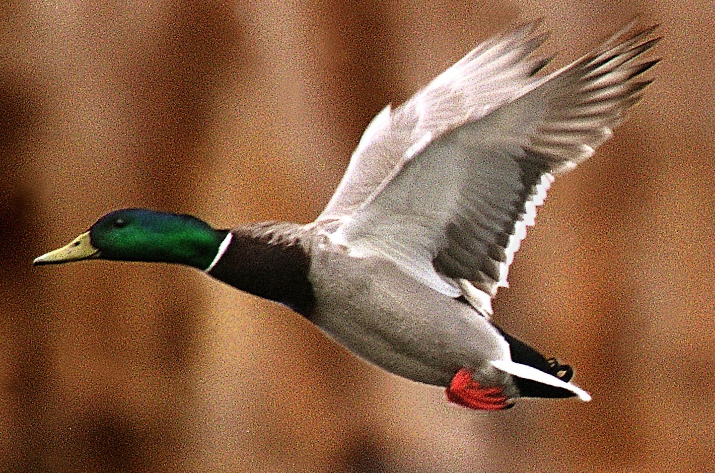 A little nature without leaving the area around the Twin Cities. -- A Drake Mallard duck takes off at the Woods Lake Nature Center. ORG XMIT: MIN2013071216113866 ORG XMIT: MIN1307121616370103