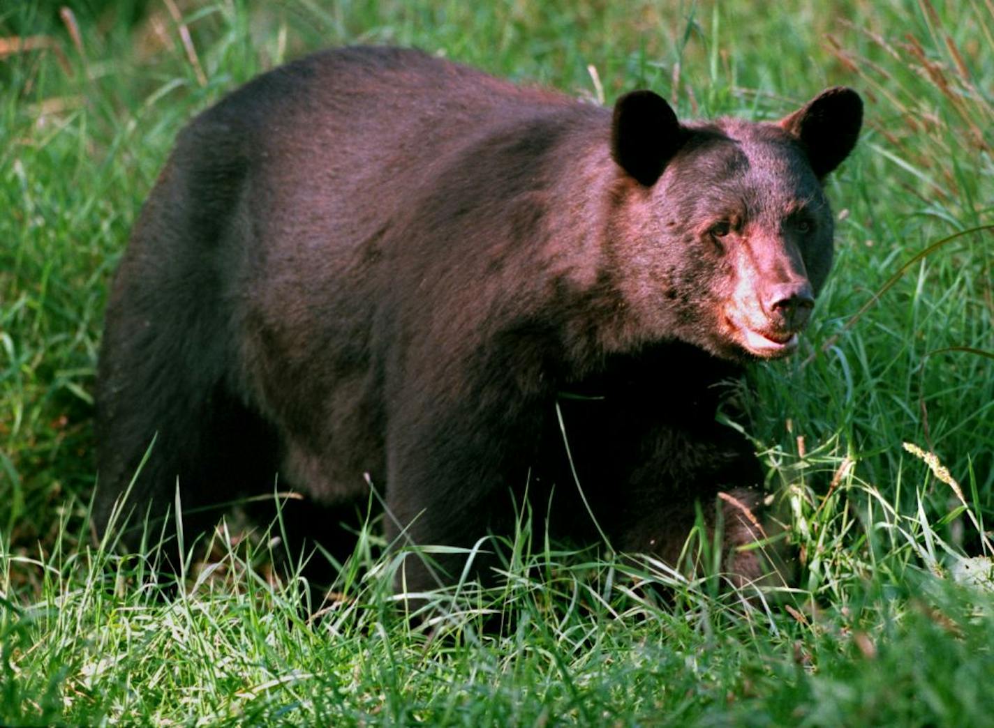 A BLACK BEAR MAKES HIS WAY THROUGH A GRASSLANDS IN SEARCH OF FOOD.