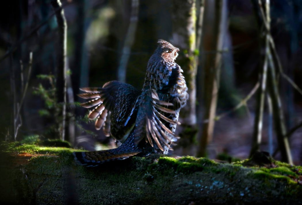 A ruffed grouse is a good local substitute for a partridge.
