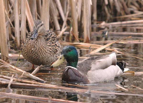 Mallard mating habits ruffle some feathers, and led to their "street" name. credit: Jim Williams
