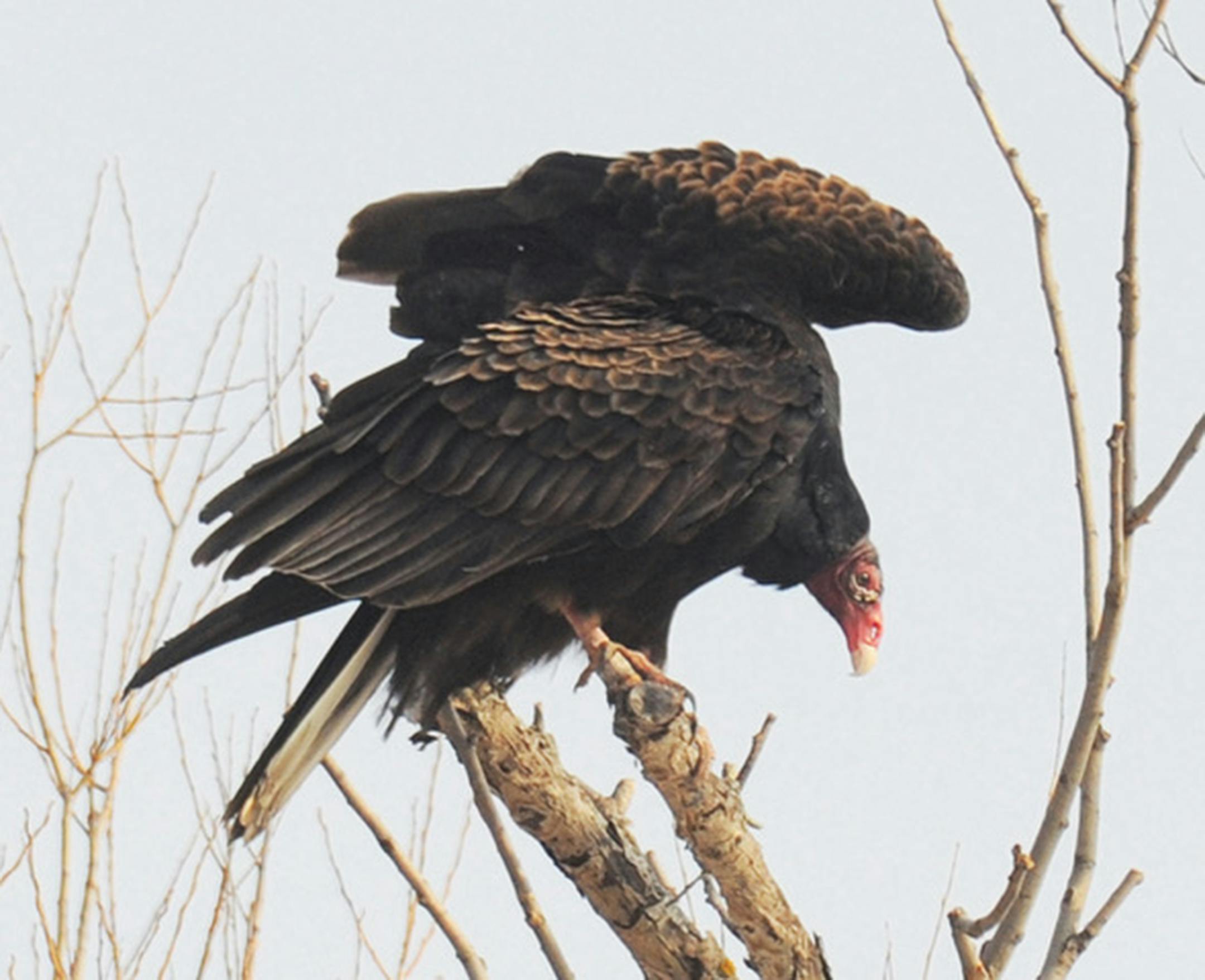 A turkey vulture perched in a tree stretches its wings.