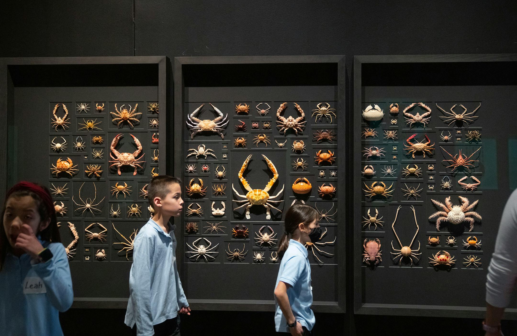 Children walk through the Exquisite Creatures exhibit.