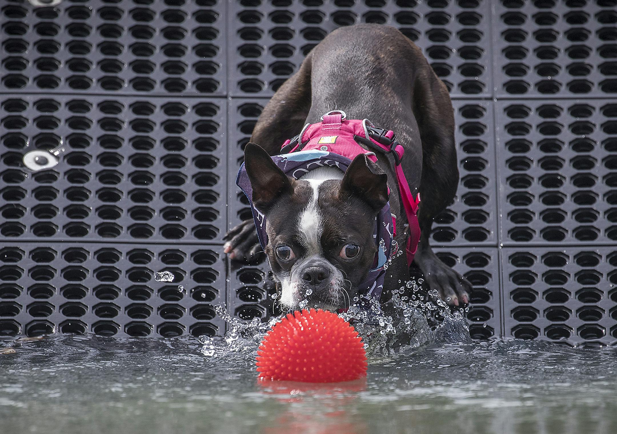 "Rosie" a Boston terrier belonging to General Mills employee Mark Kolkmann, was too afraid to jump into the pool as some non-professional dogs were given the opportunity to jump, at the 3rd Annual Puppy Fest at General Mills, Friday, June 22, 2018 in Golden Valley, MN. ] ELIZABETH FLORES ï liz.flores@startribune.com