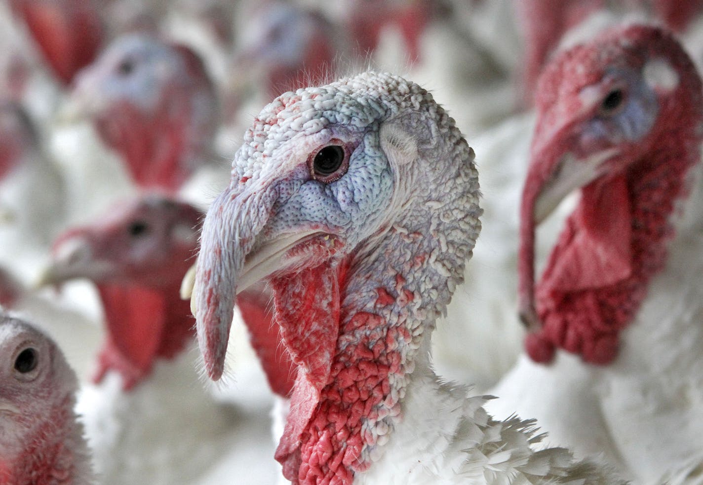 A turkey sporting a red fatty wattle hanging from its beak appears among others at Out Post Farm, in Holliston, Mass., Monday, Nov. 8, 2010.