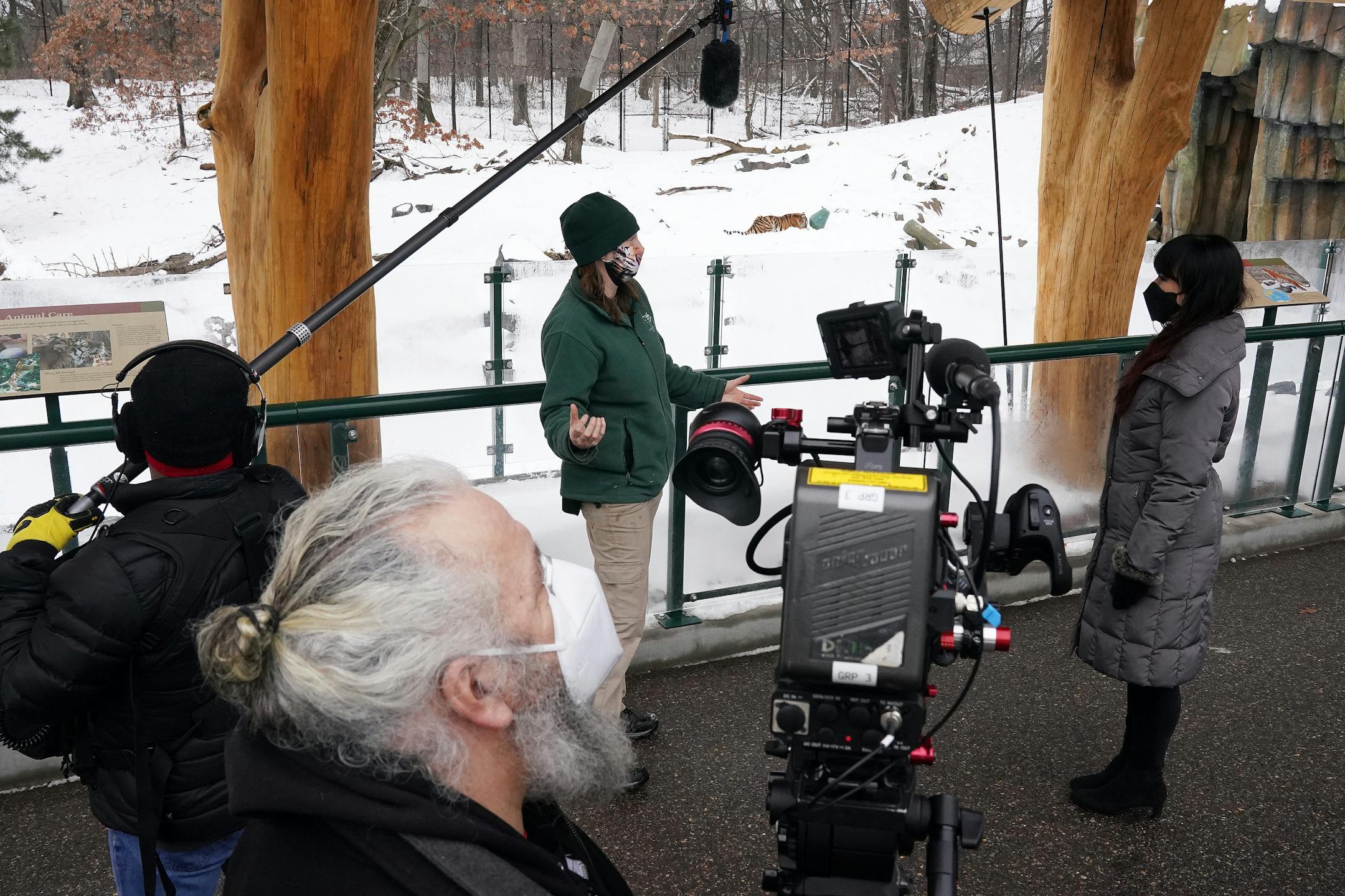 Sarah Hicks, right, pre-recorded a segment with the Amur tiger and her keepers at the Minnesota Zoo for the Minnesota Orchestra's Young People Concert in February.
