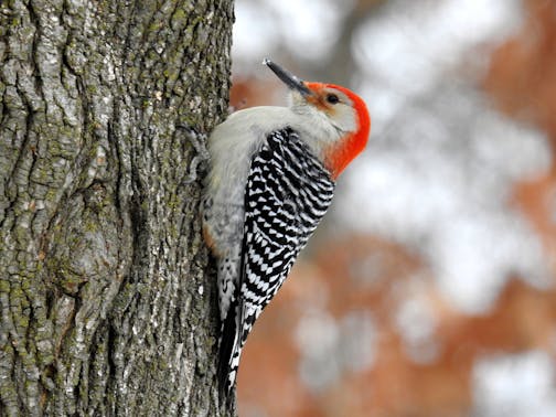 A red-bellied woodpecker perches on the side of a tree.